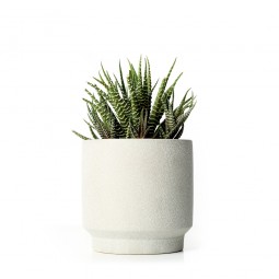 House Plant Sample 6